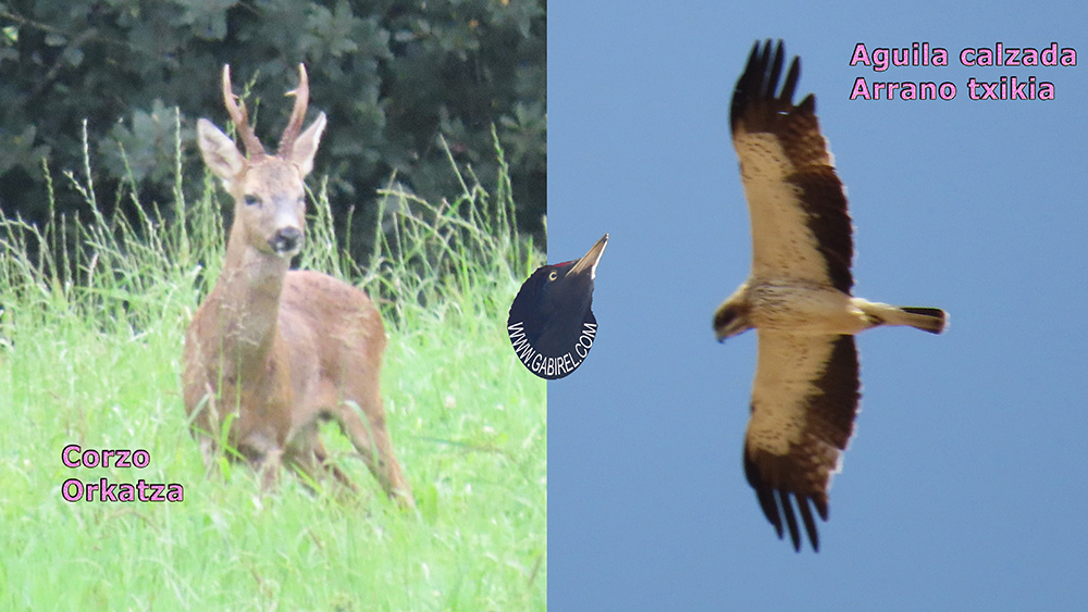 aves