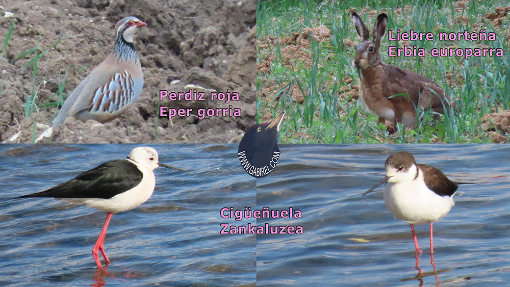 aves
