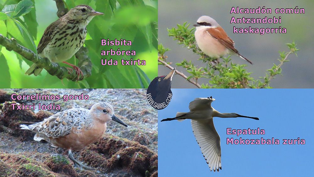 aves