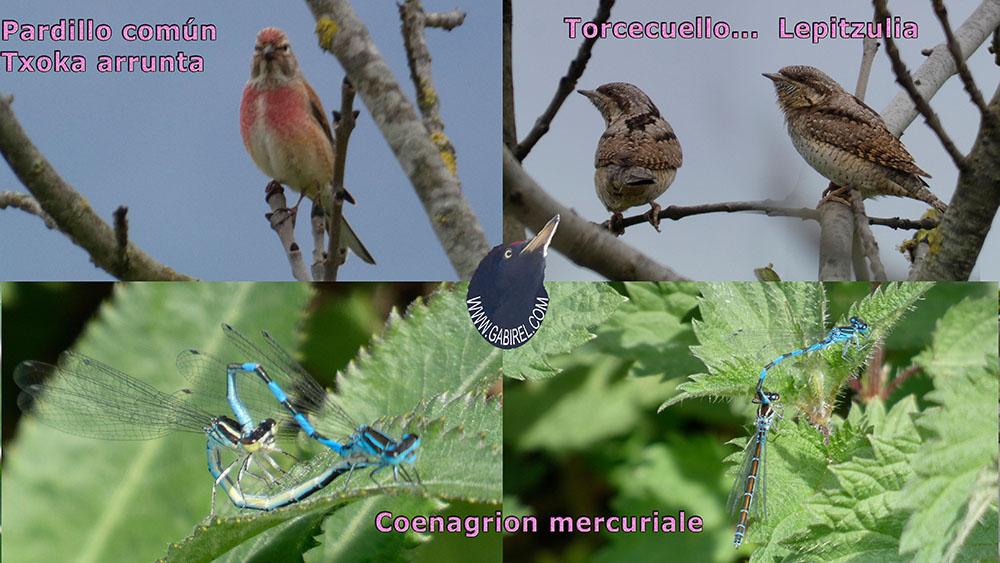 aves