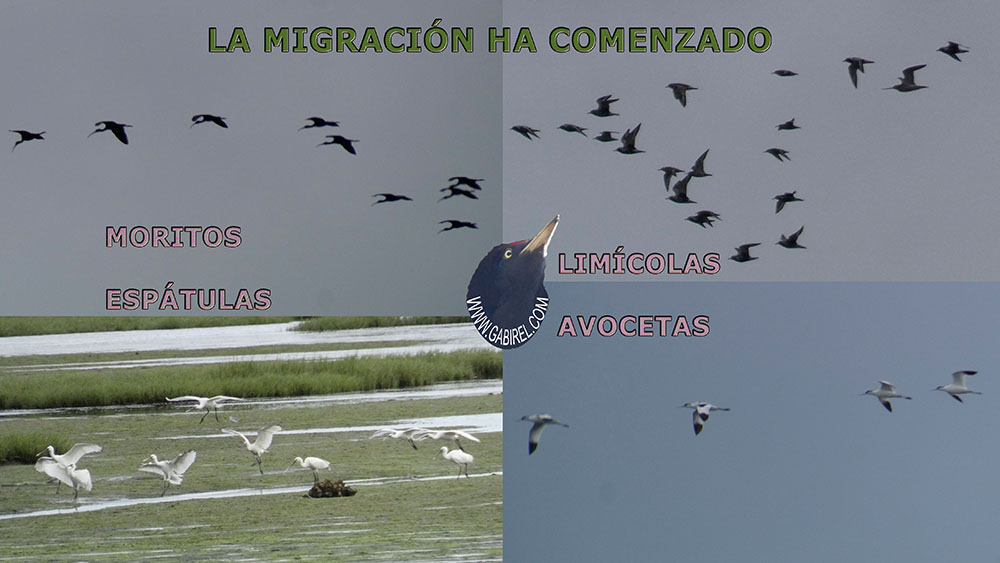 aves