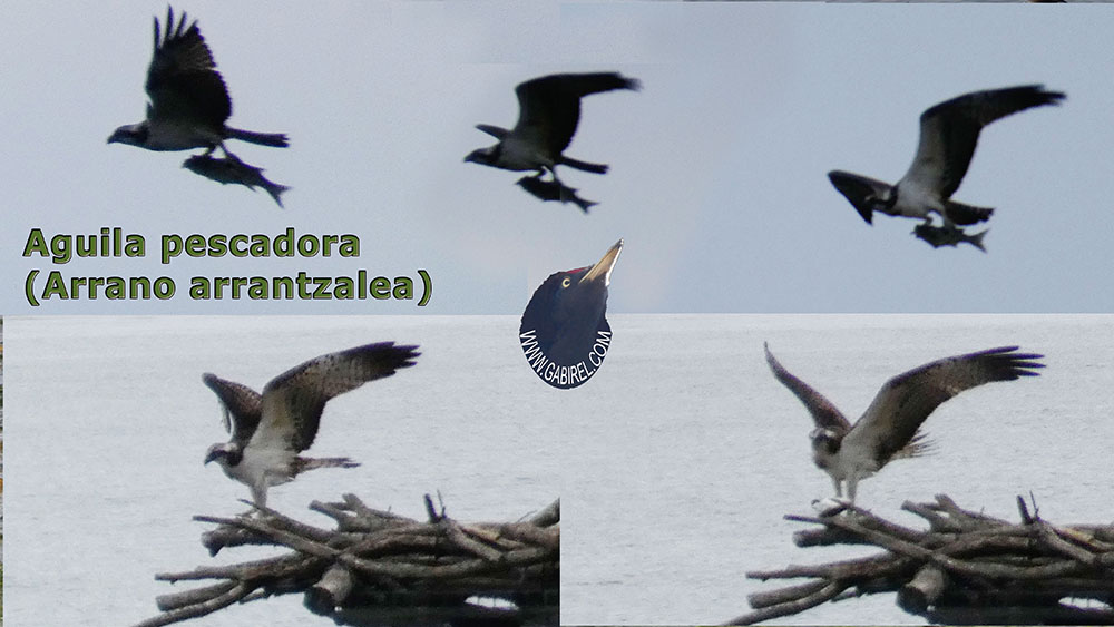 aves