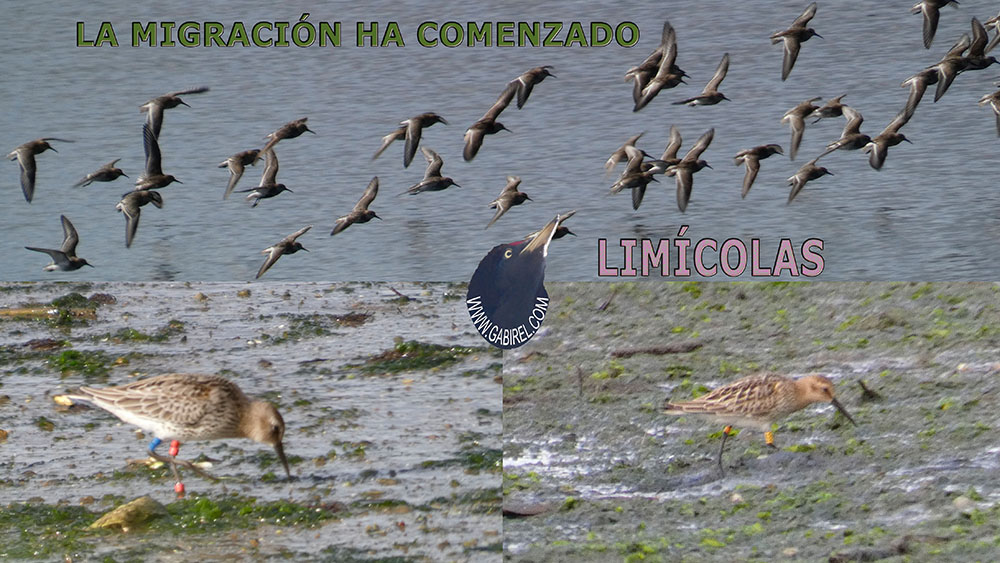 aves
