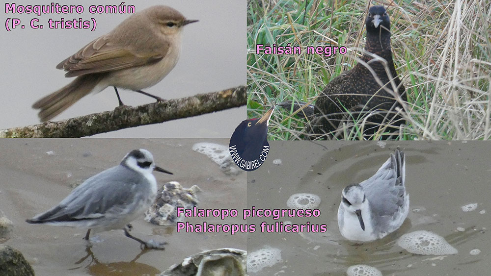 aves