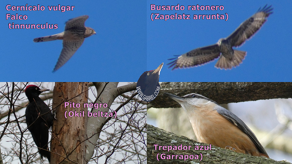 aves