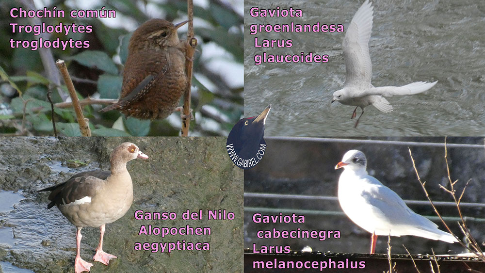 aves