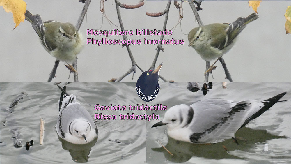 aves