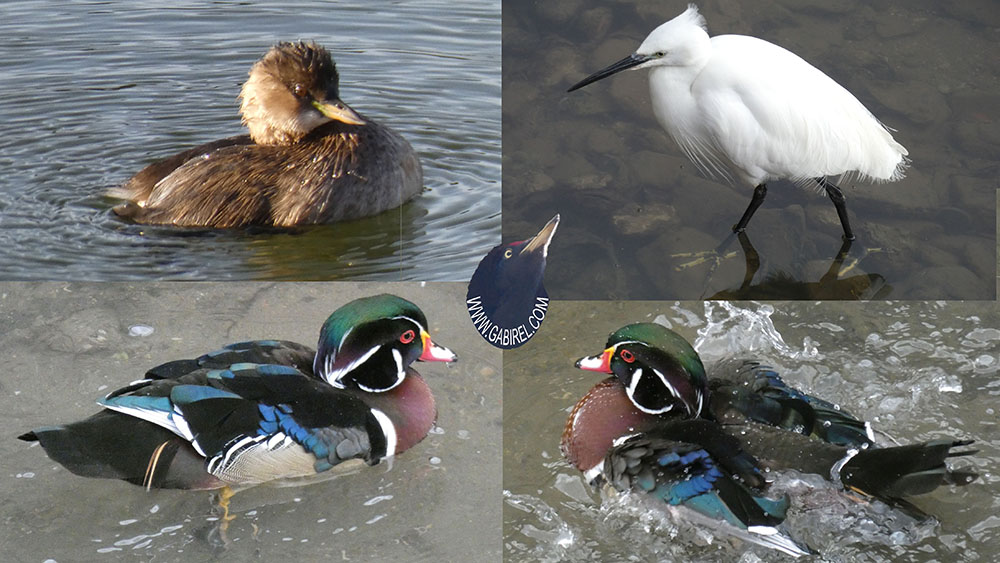 aves