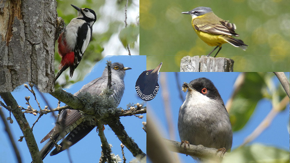 pajaros