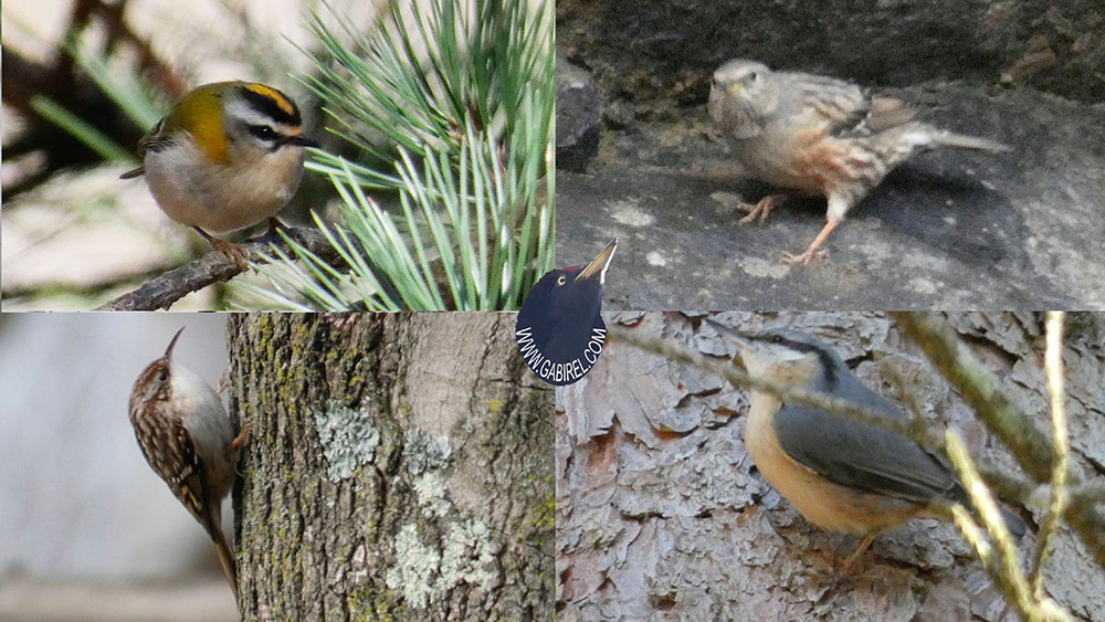 aves