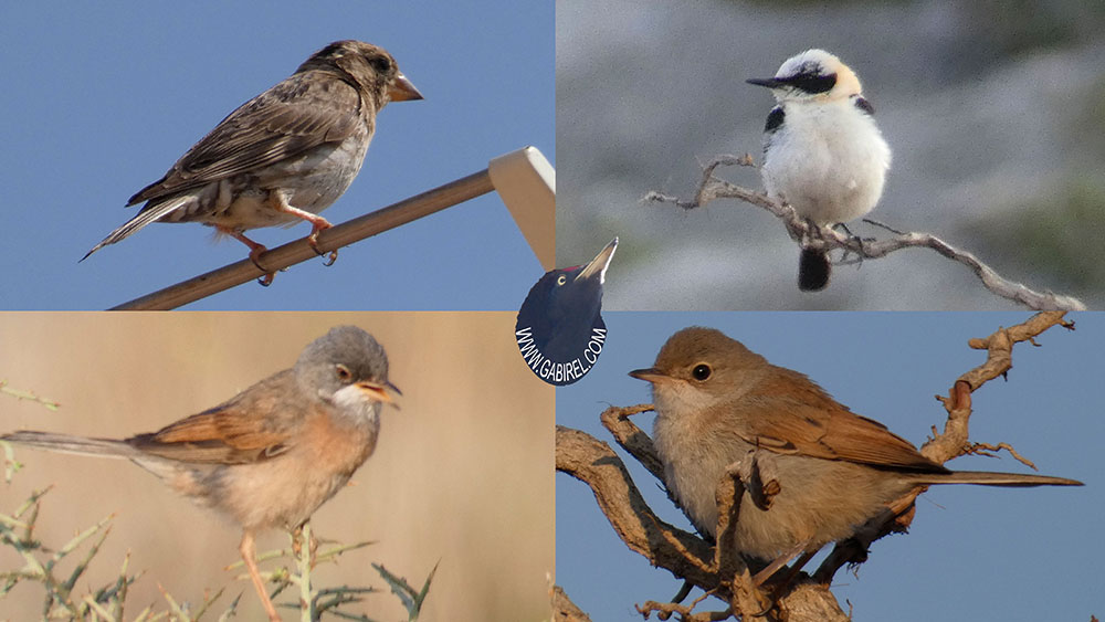 aves