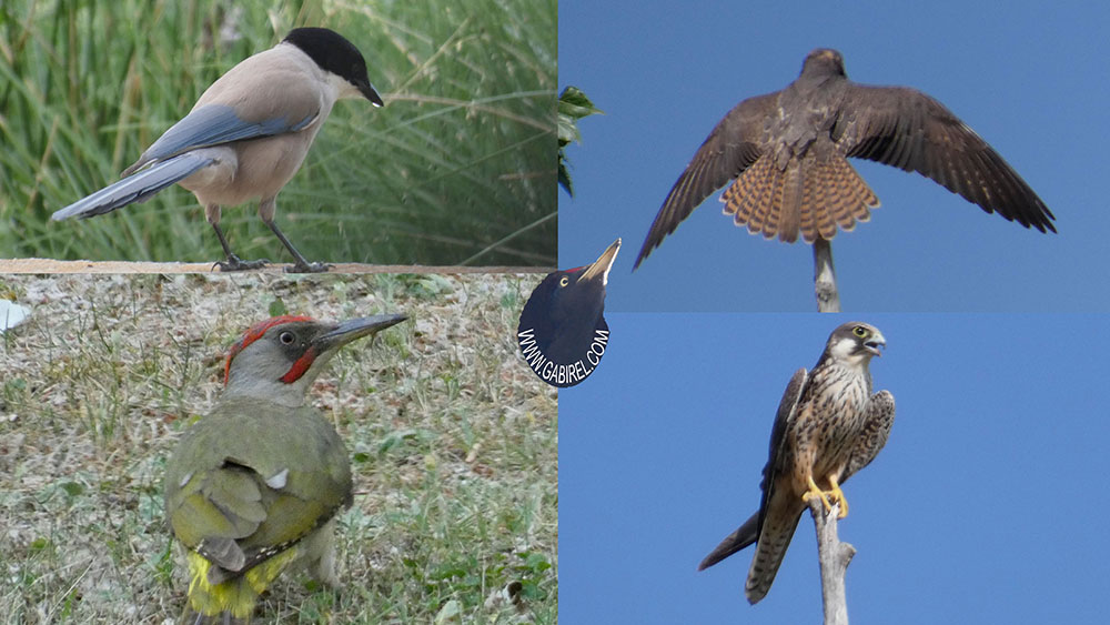 aves