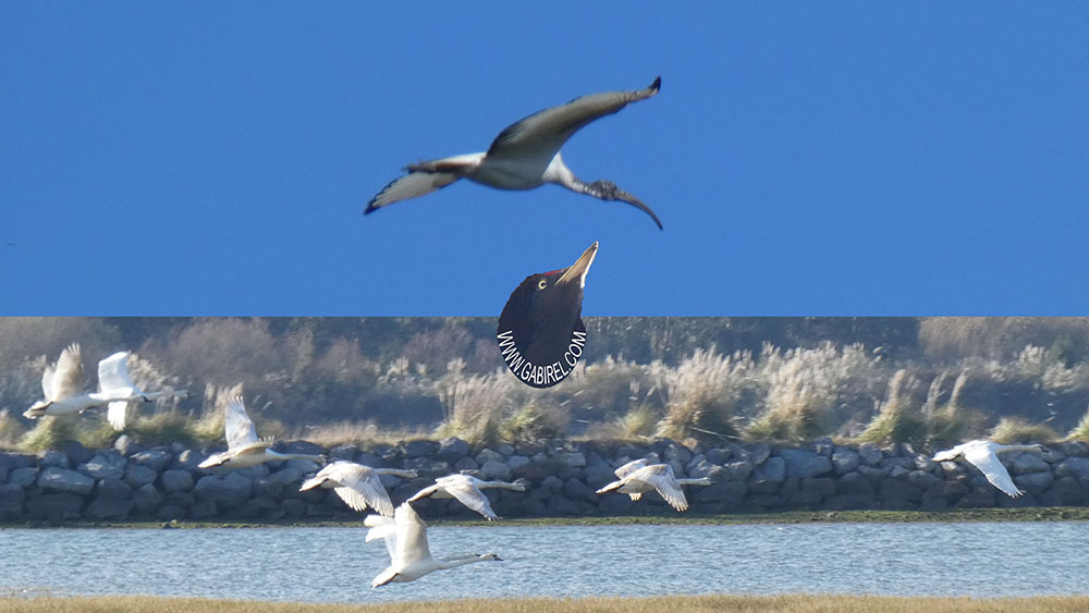 ibis