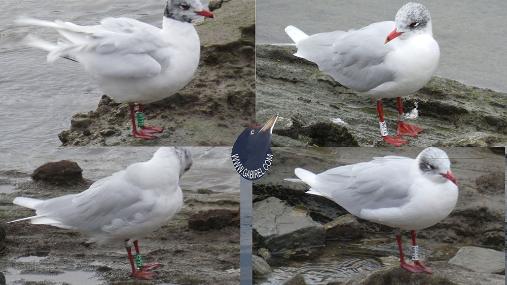 cabecinegra