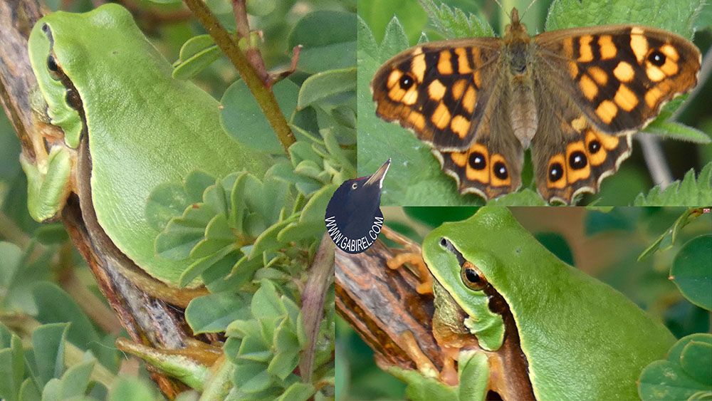 ranita