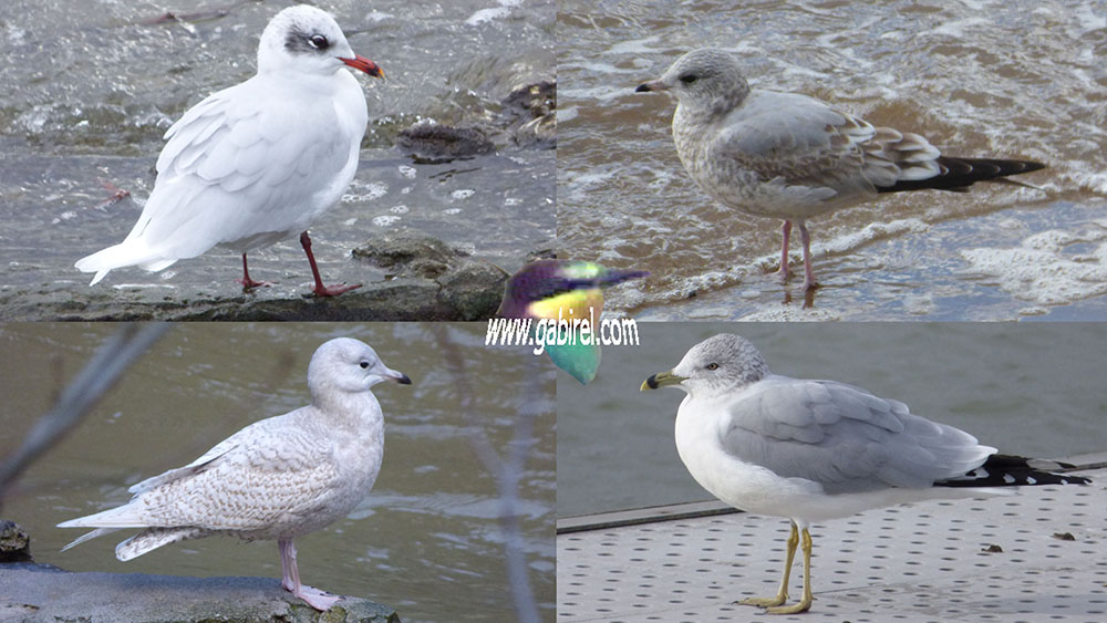gaviota