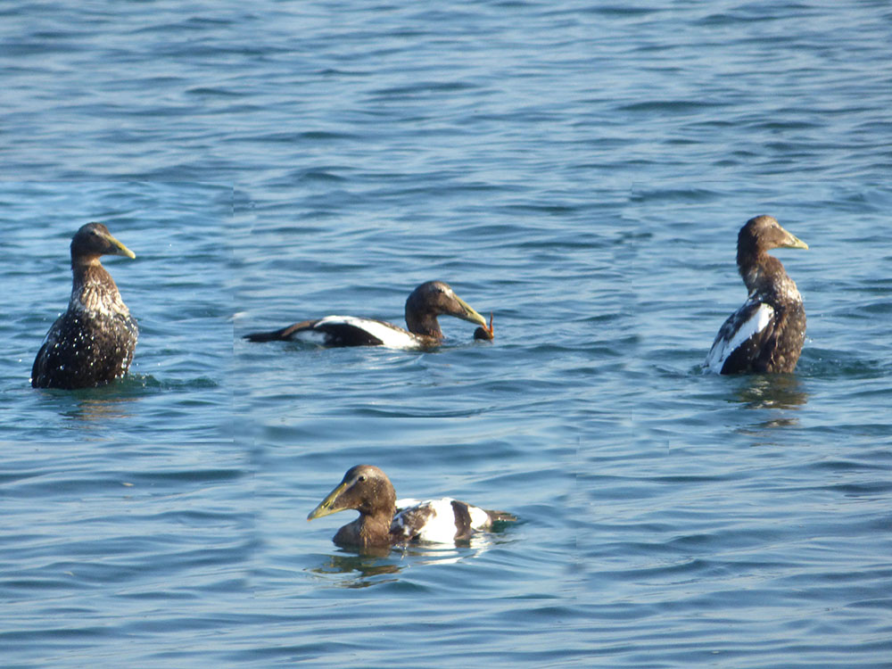 eider