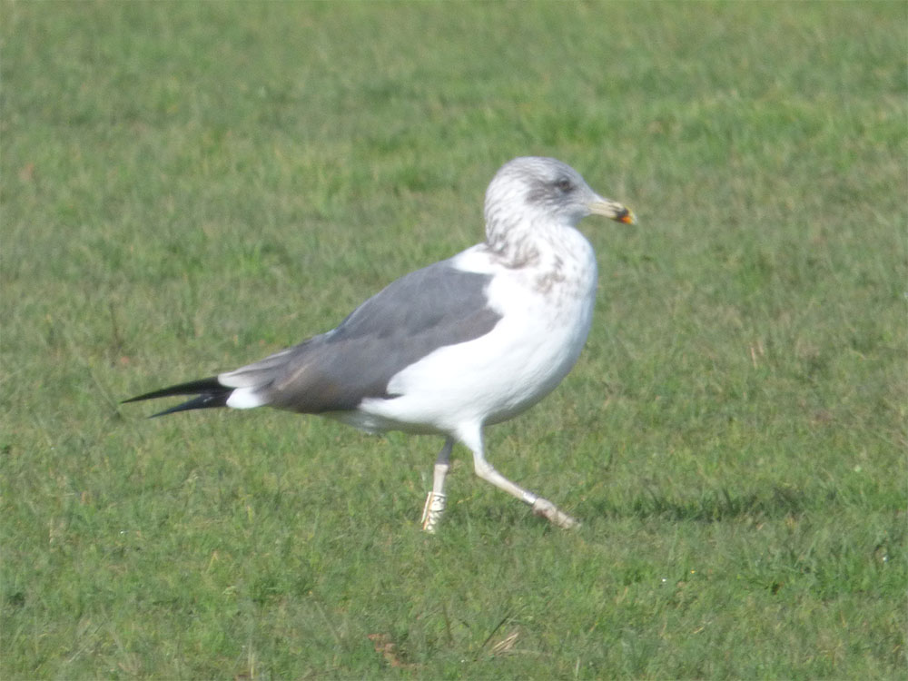 gaviota