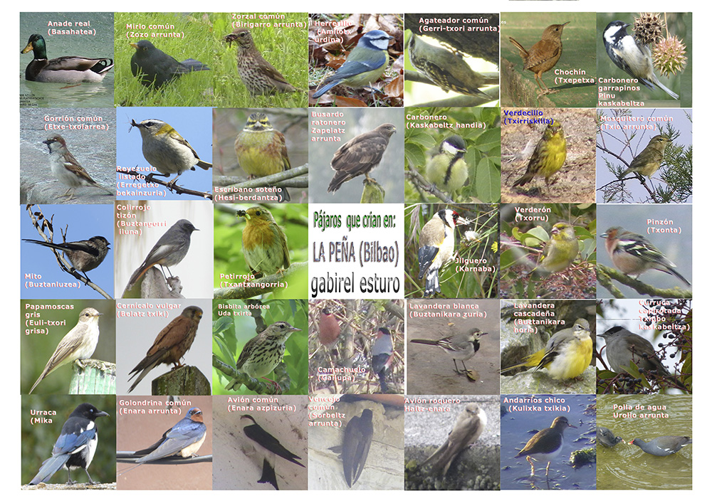 aves
