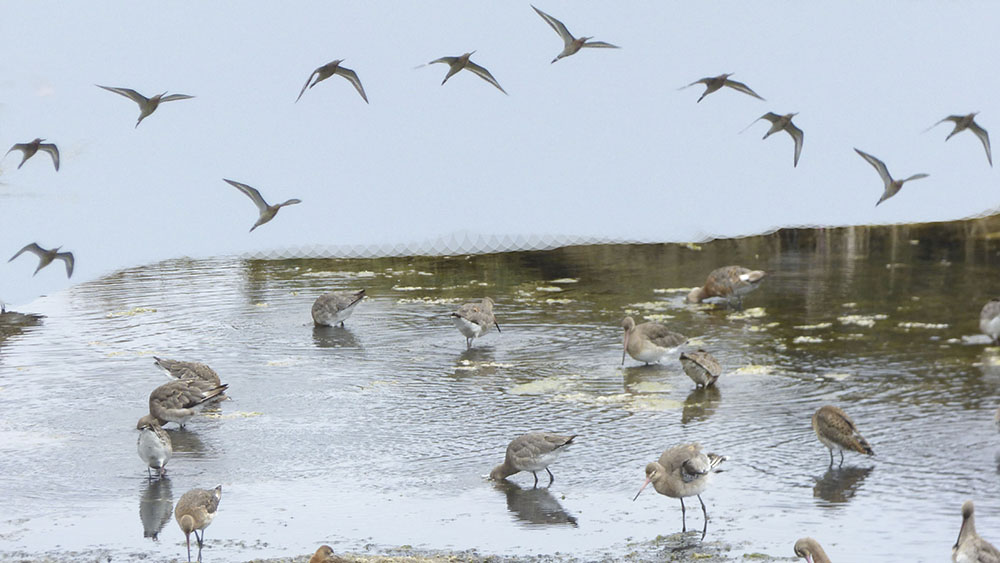 migracion17