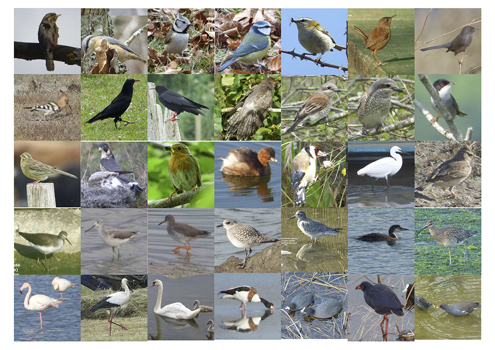 pajaros