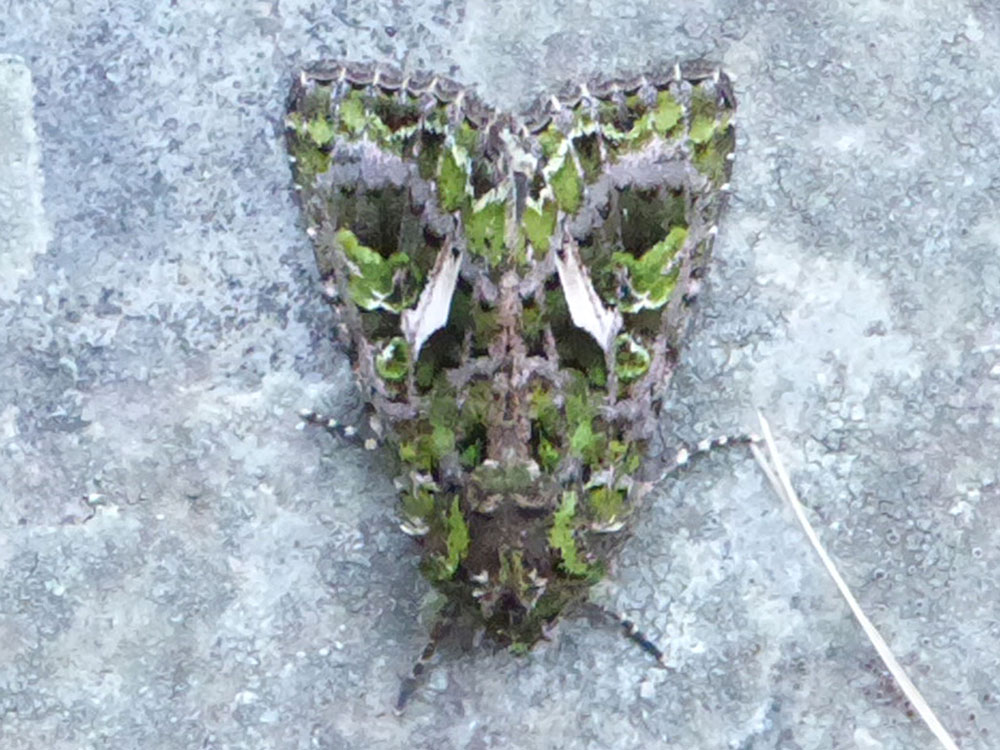 polilla