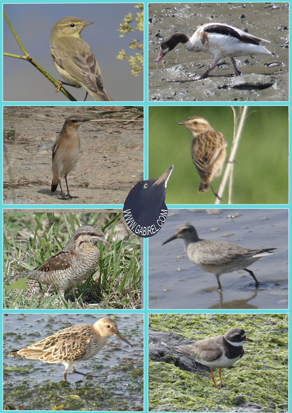 aves