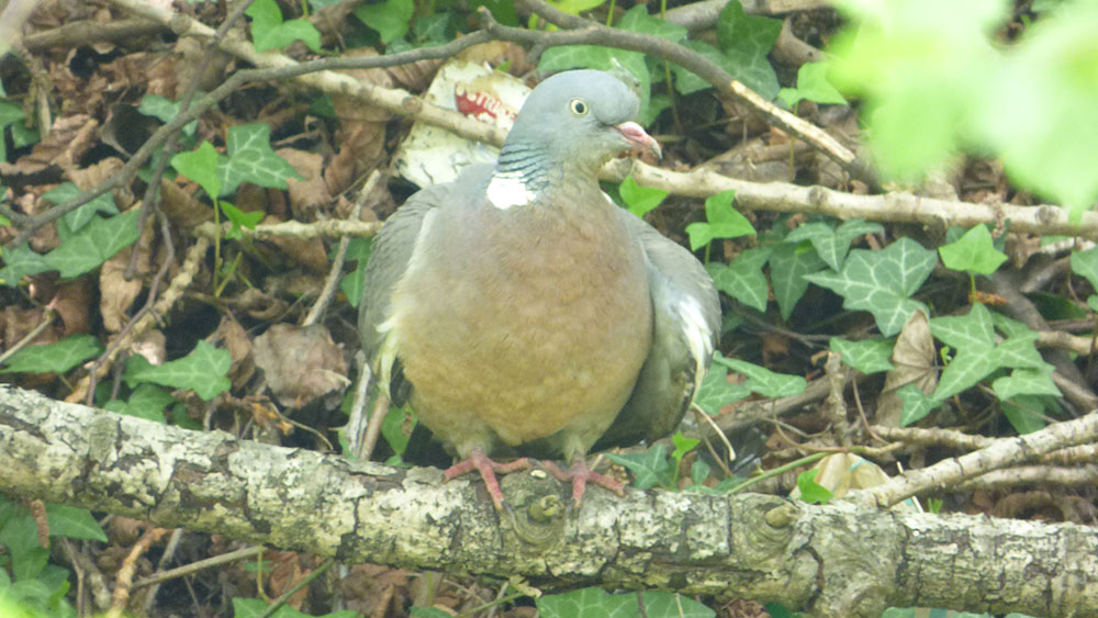 torcaz